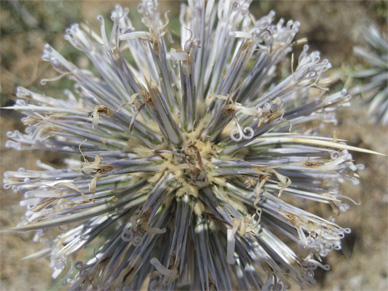 Zierlauch Gartenplanung Gartendesign