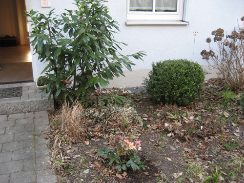 Schatten Stauden Vorgarten