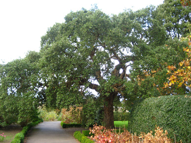 Garten gro Pflanzen Garten Garten planen