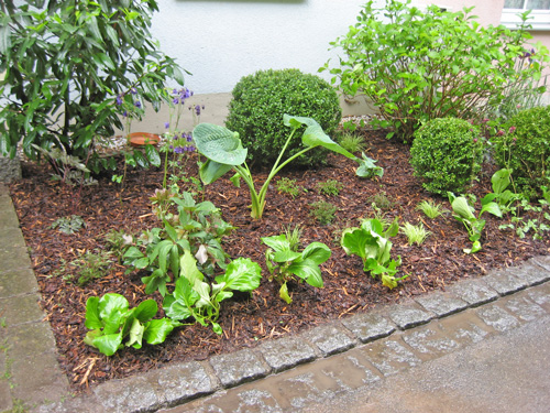 Stauden Vorgarten