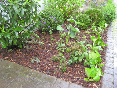 Pflanzen Eingangsbereich