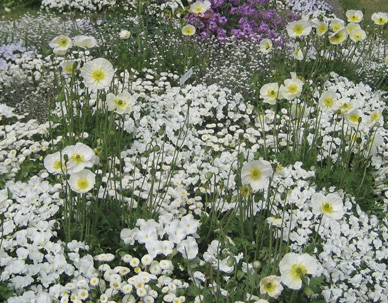 Mohn Bepflanzungsplanung Pflanzplanung Beet Blumenbeet